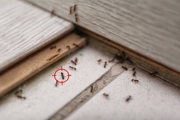 Best Pest Removal Services  in Wells Branch, TX