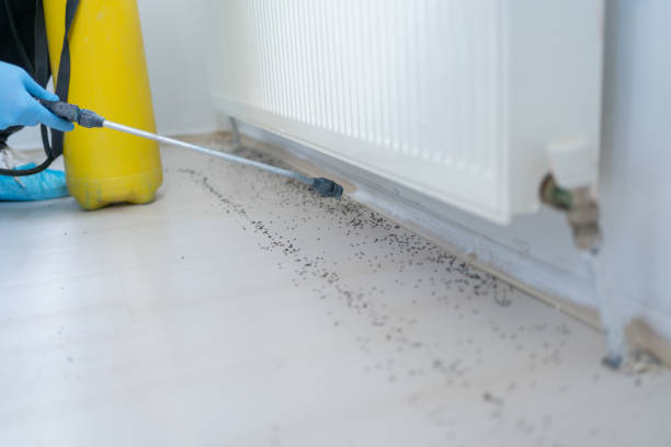 Best Emergency Pest Control  in Wells Branch, TX